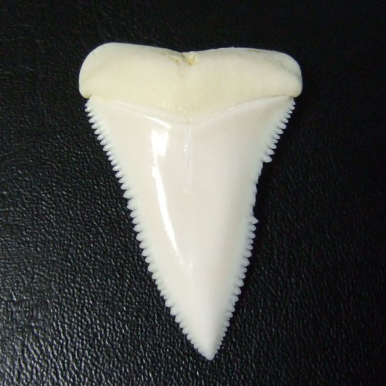 【訳あり現品】サメの歯 ホホジロザメ（ホオジロザメ）の上あごの歯 3.8cm -gw0199