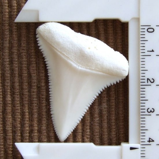 【現品】サメの歯 ホホジロザメ（ホオジロザメ）の上あごの歯 4.1cm - gw0222