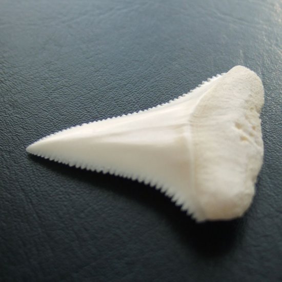 【現品】サメの歯 ホホジロザメ（ホオジロザメ）の上あごの歯 4.1cm - gw0222