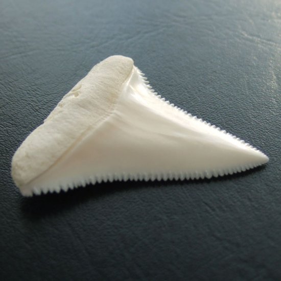 【現品】サメの歯 ホホジロザメ（ホオジロザメ）の上あごの歯 4.1cm - gw0222