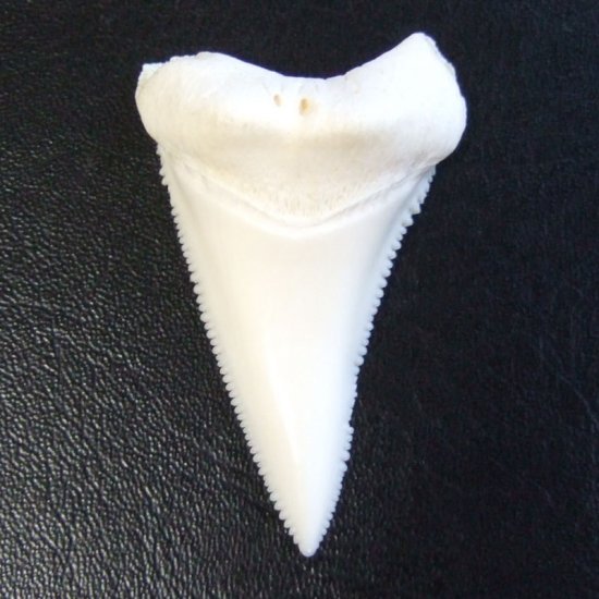 【訳あり現品】サメの歯 ホホジロザメ（ホオジロザメ）の歯 下あご 4.5cm - gw0293