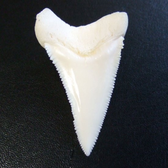 【訳あり現品】サメの歯 ホホジロザメ（ホオジロザメ）の歯 下あご 4.5cm - gw0293