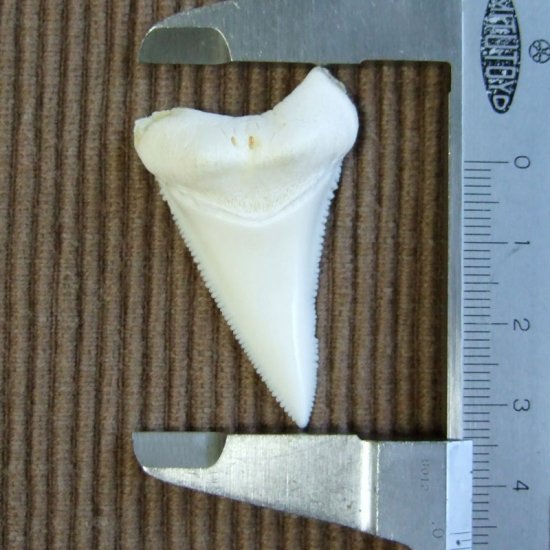 【訳あり現品】サメの歯 ホホジロザメ（ホオジロザメ）の歯 下あご 4.5cm - gw0293