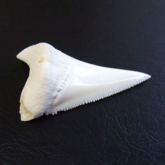 【訳あり現品】サメの歯 ホホジロザメ（ホオジロザメ）の歯 下あご 4.5cm - gw0293
