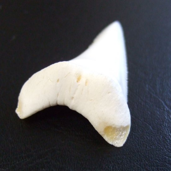 【訳あり現品】サメの歯 ホホジロザメ（ホオジロザメ）の歯 下あご 4.5cm - gw0293
