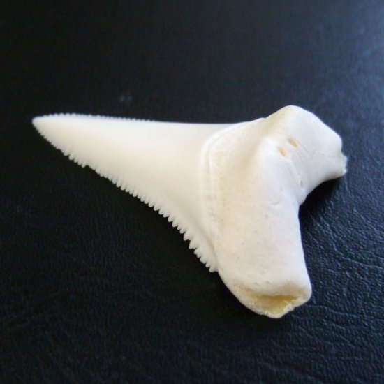 【訳あり現品】サメの歯 ホホジロザメ（ホオジロザメ）の歯 下あご 4.5cm - gw0293