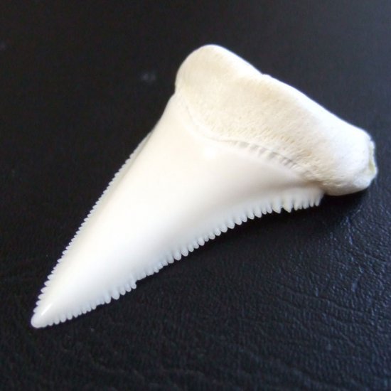 【訳あり現品】サメの歯 ホホジロザメ（ホオジロザメ）の歯 下あご 4.5cm - gw0293