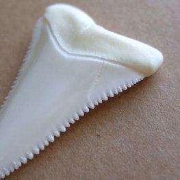 【現品】サメの歯 ホホジロザメ（ホオジロザメ）の歯 上あご 4.3cm - gw0319