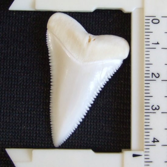 【現品】サメの歯 ホホジロザメ（ホオジロザメ）の歯 上あご 4.3cm - gw0319