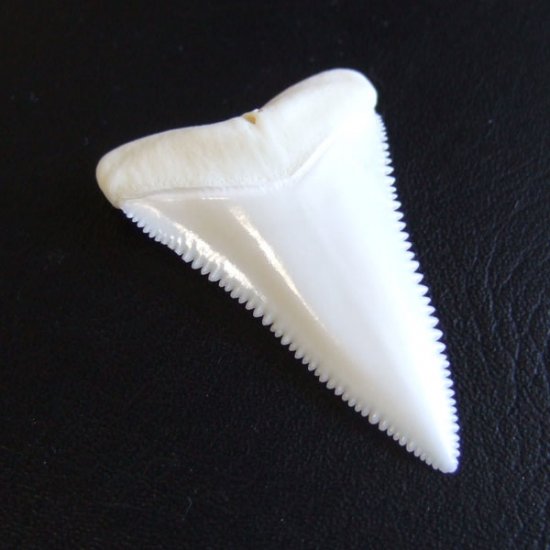 【現品】サメの歯 ホホジロザメ（ホオジロザメ）の歯 上あご 4.3cm - gw0319