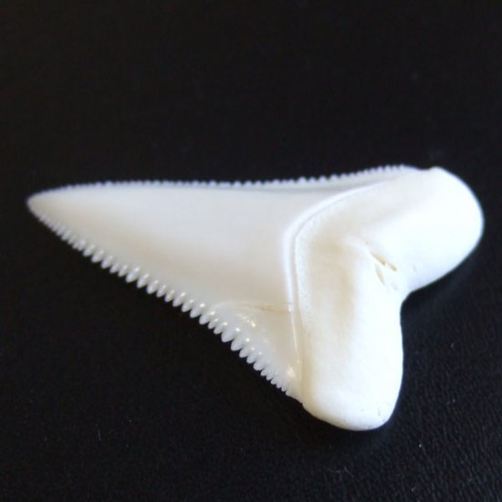 【現品】サメの歯 ホホジロザメ（ホオジロザメ）の歯 上あご 4.3cm - gw0319
