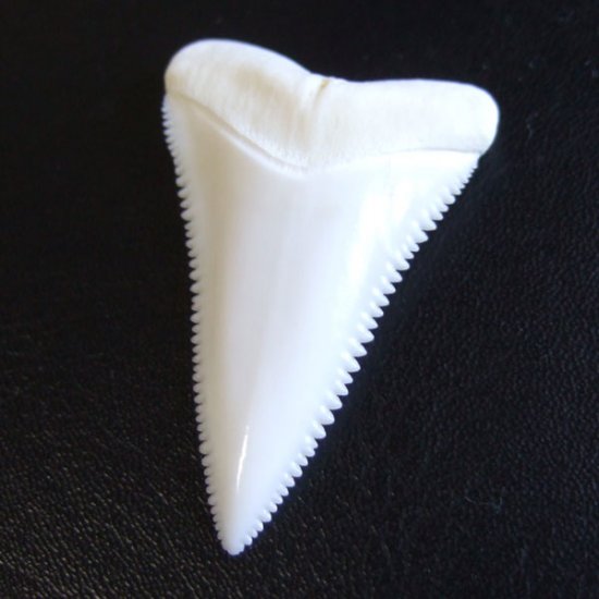 【現品】サメの歯 ホホジロザメ（ホオジロザメ）の歯 上あご 4.3cm - gw0319