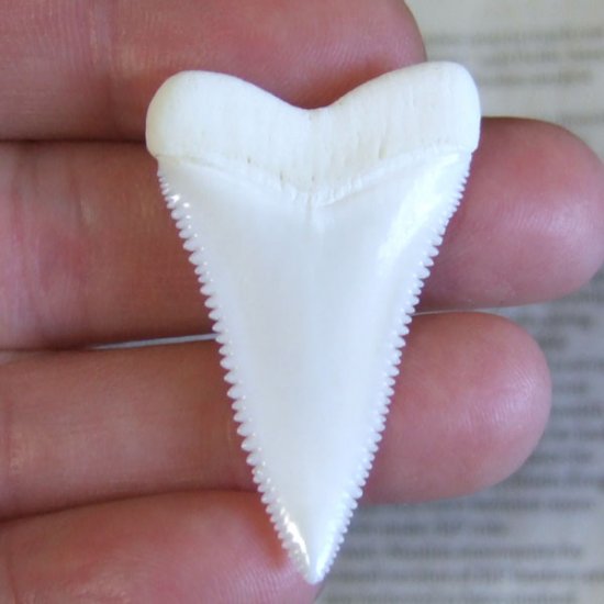【現品】サメの歯 ホホジロザメ（ホオジロザメ）の歯 上あご 4.3cm - gw0319