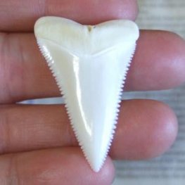 【現品】サメの歯 ホホジロザメ（ホオジロザメ）の歯 上あご 4.3cm - gw0319