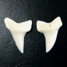 【表示現品】サメの歯 アオザメの歯 約2.5cm (左右セット) - mk0032  【表示現品】サメの歯 アオザメの歯 約2.5cm (左右セット) - mk0032