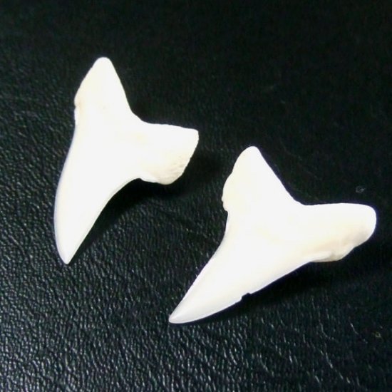 【表示現品】サメの歯 アオザメの歯　約2.5cm (左右セット) - mk0032