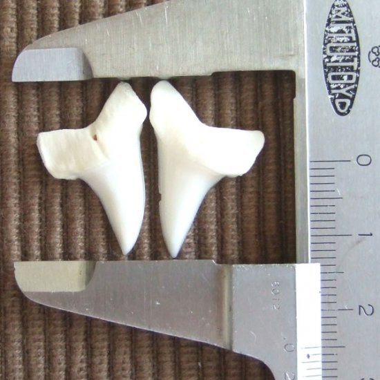 【表示現品】サメの歯 アオザメの歯　約2.5cm (左右セット) - mk0032