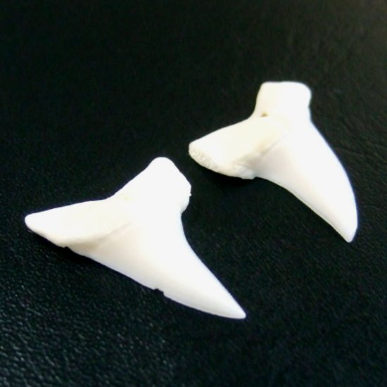 【表示現品】サメの歯 アオザメの歯　約2.5cm (左右セット) - mk0032