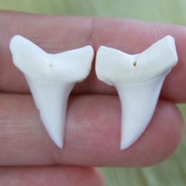 【表示現品】サメの歯 アオザメの歯 約2.5cm (左右セット) - mk0032  【表示現品】サメの歯 アオザメの歯 約2.5cm (左右セット) - mk0032