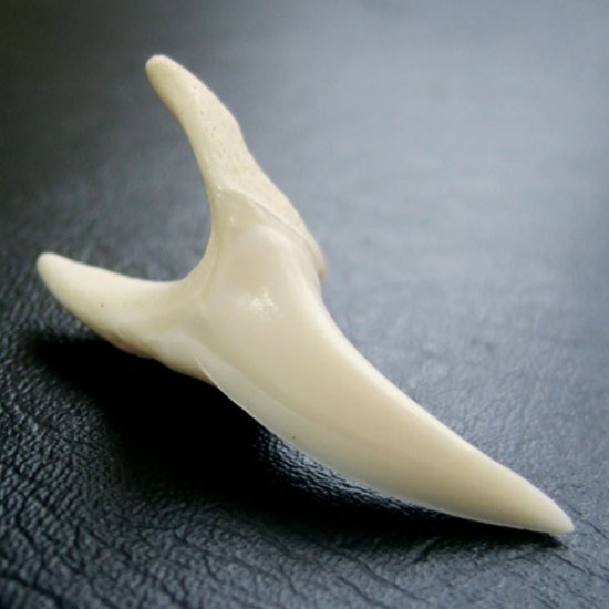 【現品】サメの歯 アオザメの歯　3.5cm - mk0038