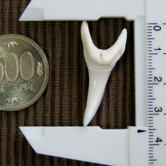 【現品】サメの歯 アオザメの歯　3.5cm - mk0038