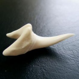 【現品】サメの歯 アオザメの歯 3.5cm - mk0038  【現品】サメの歯 アオザメの歯 3.5cm - mk0038