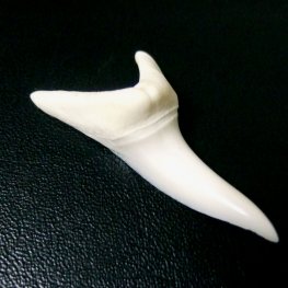 【現品】サメの歯 アオザメの歯 3.9cm - mk0045  【現品】サメの歯 アオザメの歯 3.9cm - mk0045