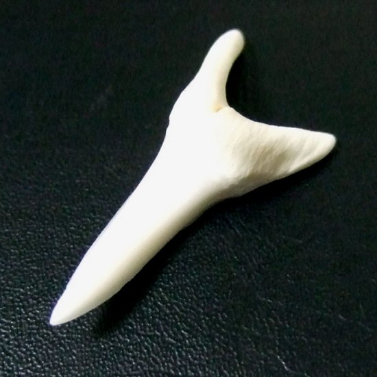 【現品】サメの歯 アオザメの歯　3.9cm - mk0045