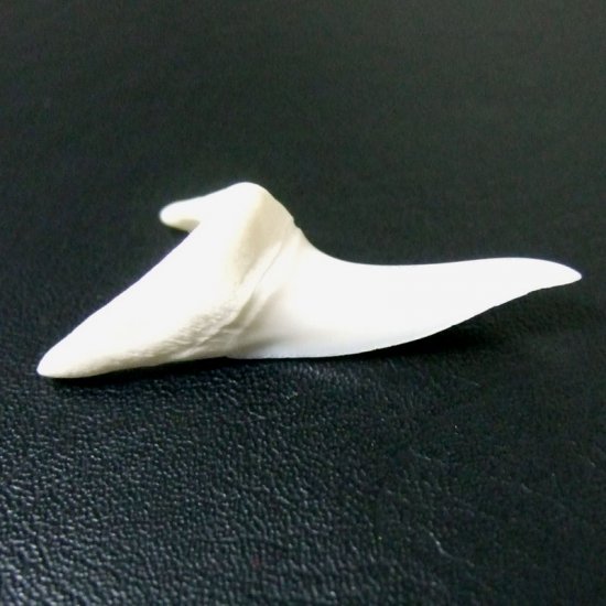 【現品】サメの歯 アオザメの歯　3.9cm - mk0045