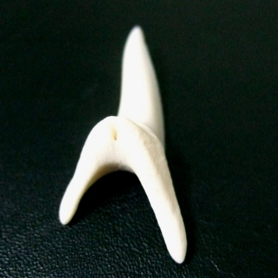 【現品】サメの歯 アオザメの歯　3.9cm - mk0045