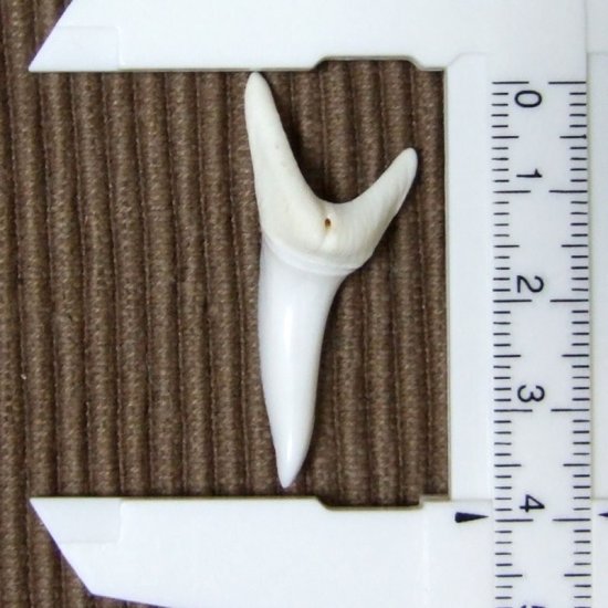 【現品】サメの歯 アオザメの歯　3.9cm - mk0045