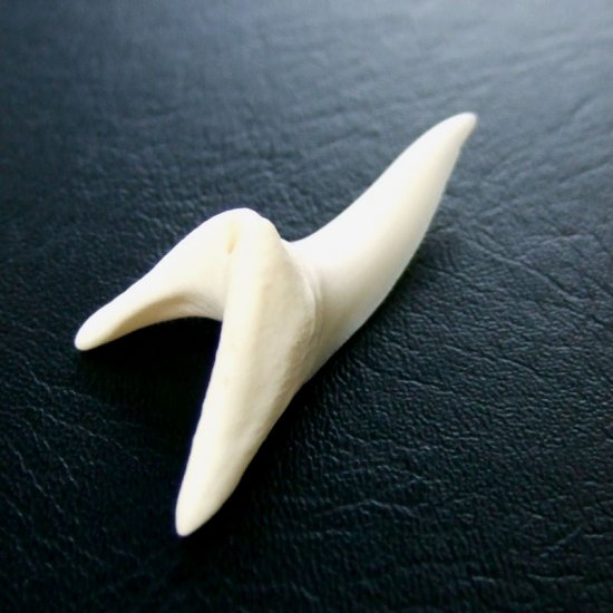 【現品】サメの歯 アオザメの歯　3.9cm - mk0045
