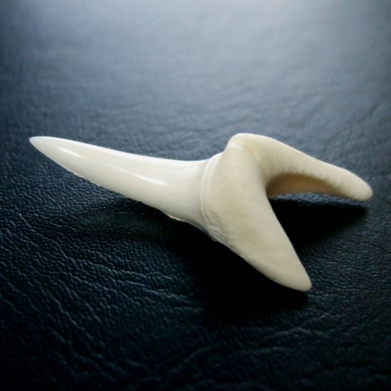 【現品】サメの歯 アオザメの歯　3.9cm - mk0045