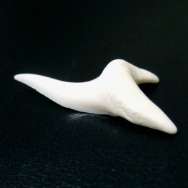 【現品】サメの歯 アオザメの歯 3.7cm - mk0046  【現品】サメの歯 アオザメの歯 3.7cm - mk0046