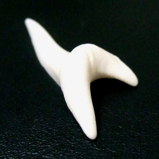 【現品】サメの歯 アオザメの歯　3.7cm - mk0046