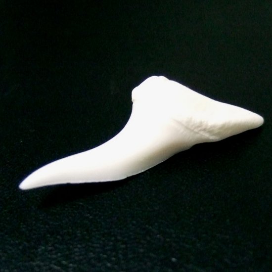 【現品】サメの歯 アオザメの歯　3.7cm - mk0046