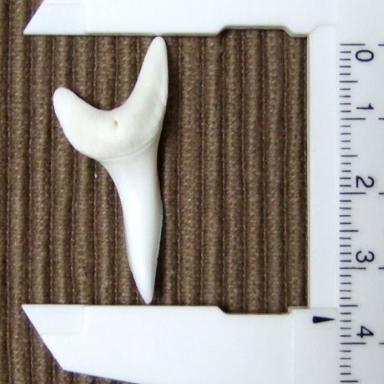 【現品】サメの歯 アオザメの歯　3.7cm - mk0046