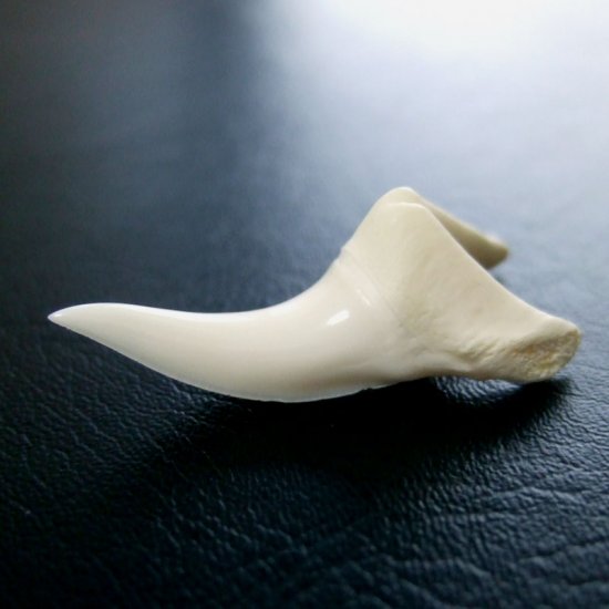 【現品】サメの歯 アオザメの歯　3.7cm - mk0047
