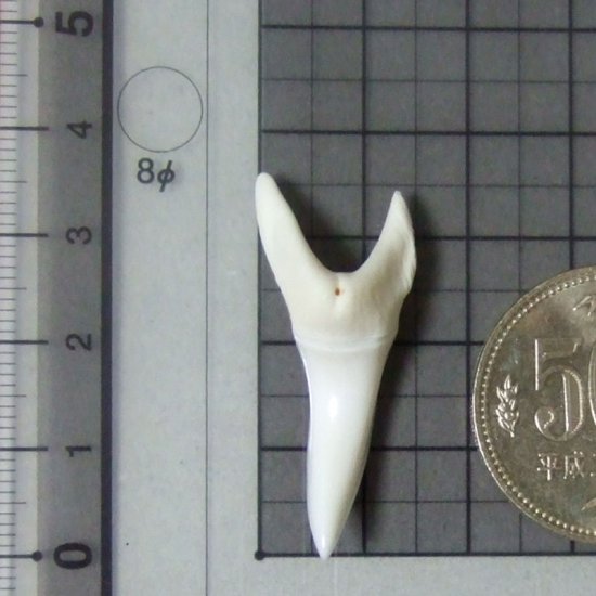 【現品】サメの歯 アオザメの歯　3.7cm - mk0047