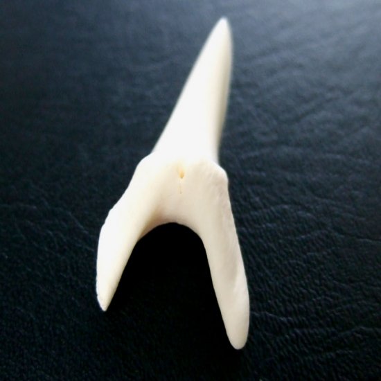 【現品】サメの歯 アオザメの歯　3.7cm - mk0047