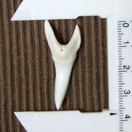 【現品】サメの歯 アオザメの歯　3.7cm - mk0047