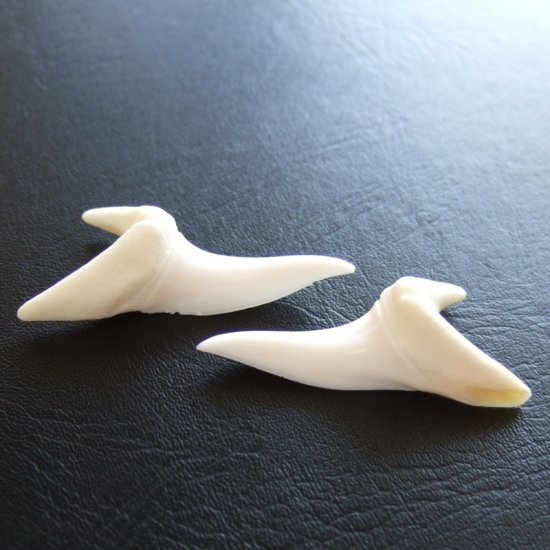 【表示現品】サメの歯 アオザメの歯　約4cm (左右セット) - mk0119