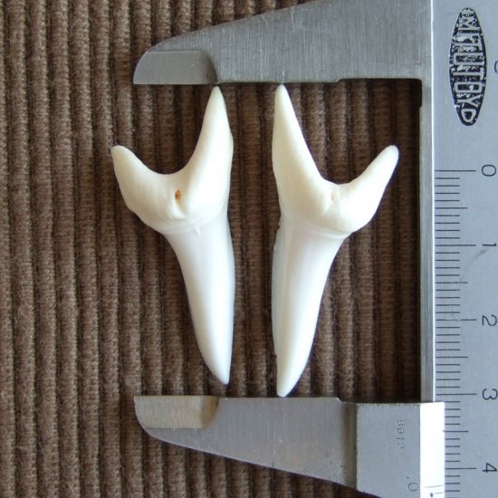 【表示現品】サメの歯 アオザメの歯　約4cm (左右セット) - mk0119