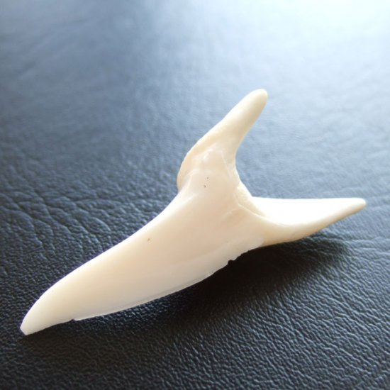 【表示現品】サメの歯 アオザメの歯　約4cm (左右セット) - mk0119