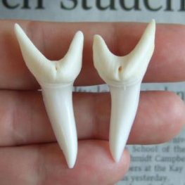 【表示現品】サメの歯 アオザメの歯　約4cm (左右セット) - mk0119
