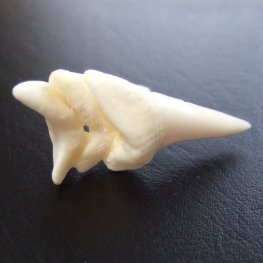 【レア物-現品】サメの歯 アオザメの歯 (3連結) - mk0244
