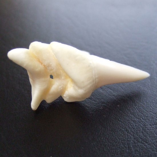【レア物-現品】サメの歯 アオザメの歯 (3連結) - mk0244