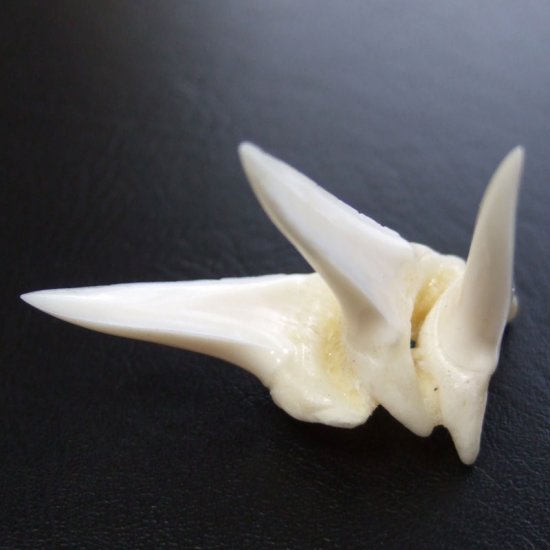 【レア物-現品】サメの歯 アオザメの歯 (3連結) - mk0244