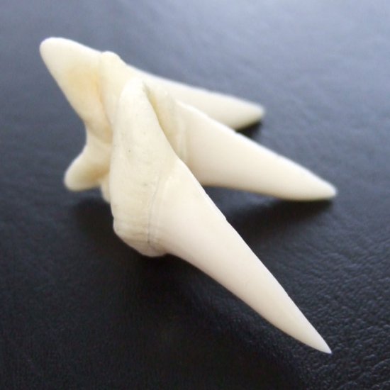 【レア物-現品】サメの歯 アオザメの歯 (3連結) - mk0244