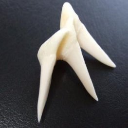 【レア物-現品】サメの歯 アオザメの歯 (3連結) - mk0244